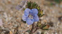 Phacelia campanularia campanularia