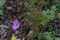 Erodium tataricum
