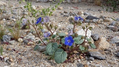 Phacelia campanularia campanularia