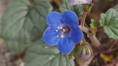 Phacelia campanularia campanularia