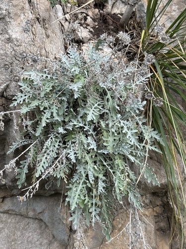 Centaurea cineraria