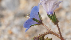 Phacelia campanularia campanularia