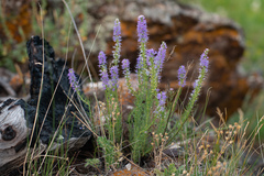 Veronica pinnata