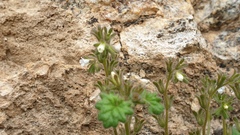 Phacelia rotundifolia