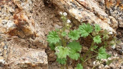 Phacelia rotundifolia