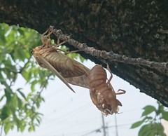 Graptopsaltria nigrofuscata