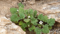 Phacelia rotundifolia