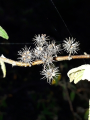 Commersonia dasyphylla
