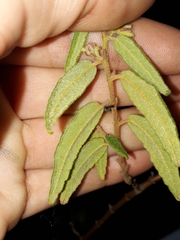 Commersonia dasyphylla