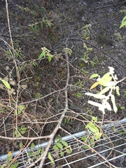 Commersonia dasyphylla