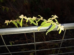 Commersonia dasyphylla