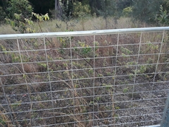 Commersonia dasyphylla