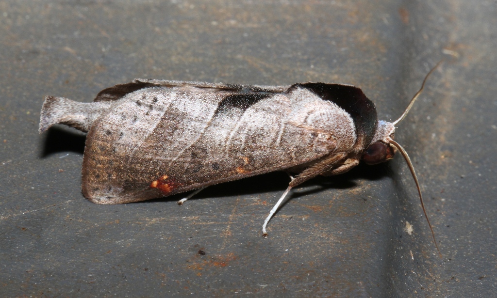 Marthula grisescens