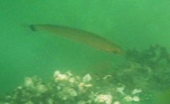 Halichoeres californicus