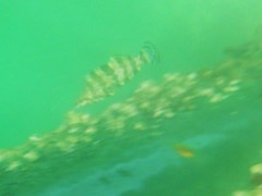 Oxylebius pictus