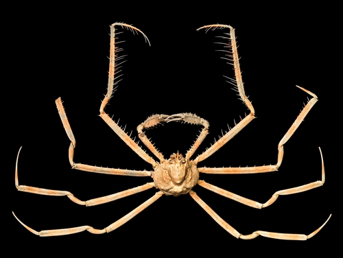 Platymaia bartschi