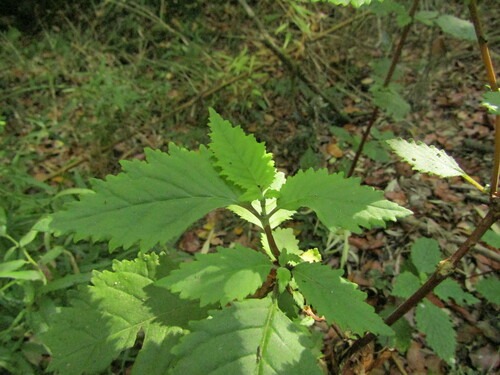 Jovellana punctata (Jovellana punctata)