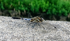 Orthetrum albistylum speciosum