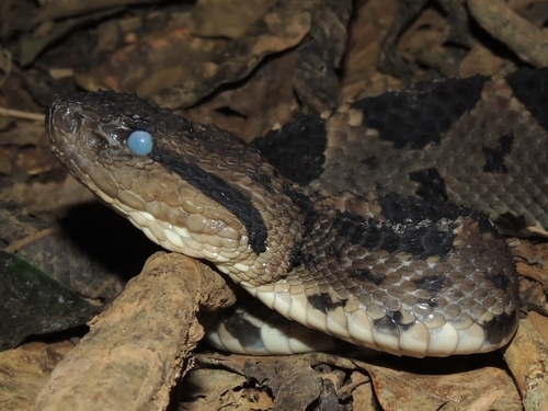 Central American Jumping Pit Viper