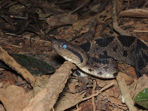 Central American Jumping Pit Viper
