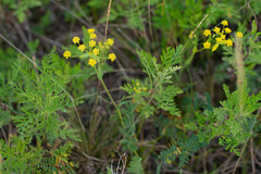 Bupleurum multinerve