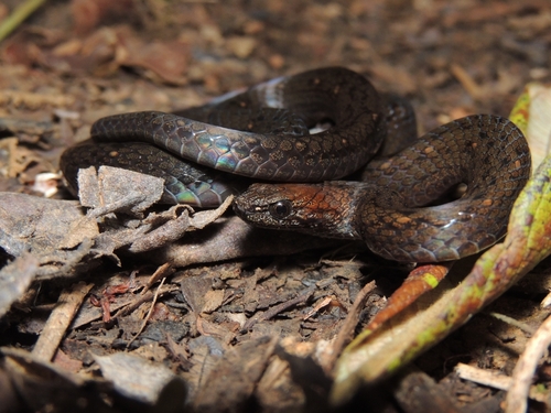 Rustyhead Snake