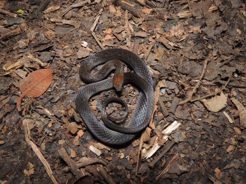 Rustyhead Snake