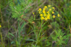 Bupleurum multinerve