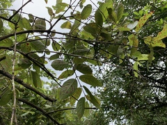 Crossopteryx febrifuga