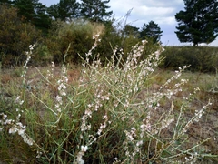 Atraphaxis frutescens