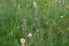 Adenophora stenanthina