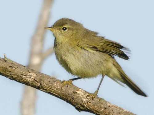 Mosquitero ibérico (Guía Completa de los Vertebrados Silvestres de ...