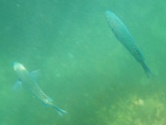 Chromis punctipinnis