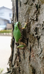Hyla japonica