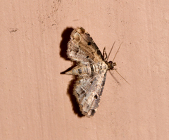 Sufetula