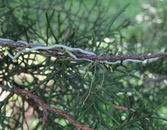 Dendrophylax porrectus