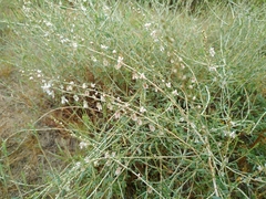 Atraphaxis frutescens