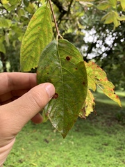Crossopteryx febrifuga