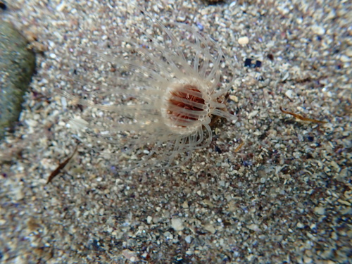 North Sea Tube Anemone, Ballinskelligs Bay, IE, photo 10 of 10