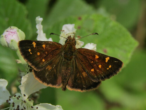 Patagónica Seis Manchas