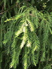 Cunninghamia