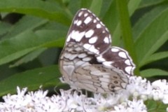 Melanargia larissa
