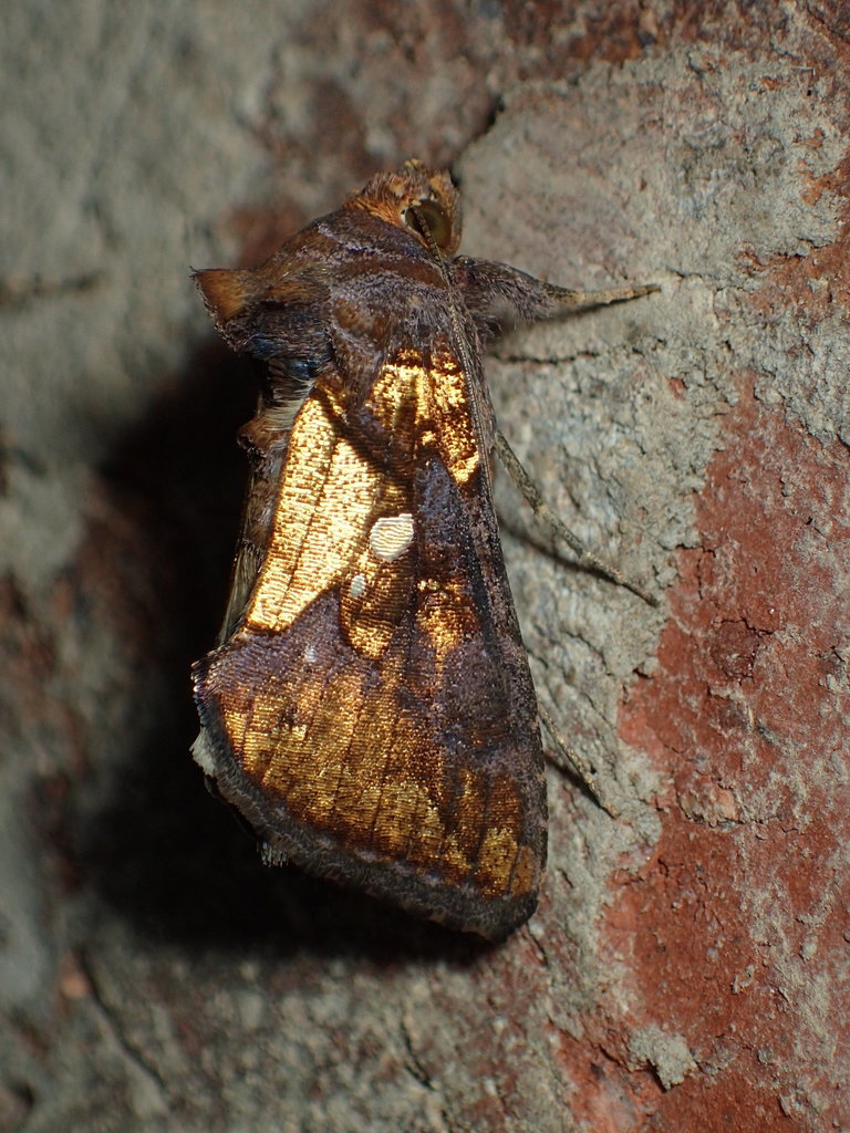 Golden Looper Moth