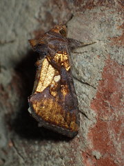 Argyrogramma verruca