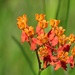 Fewflower Milkweed - Photo (c) j_appleget, some rights reserved (CC BY-NC), uploaded by j_appleget
