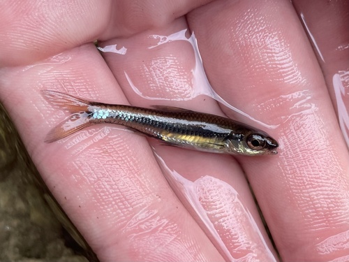 Coastal shiner (Notropis petersoni) — Cyprinidae — 3