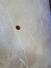 Harmonia axyridis