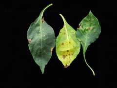 Cercospora capsici