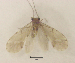 Austropsocus apicipunctatus