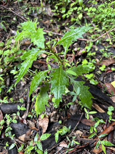 Erechtites valerianifolius iNat (2)